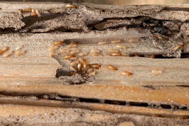 Pest Control for Restaurants in Vassar, MI